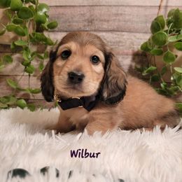 Dachshund Puppies from Brown's Valley Dachshunds