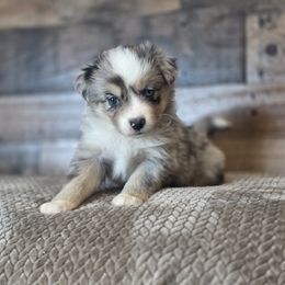 Lady - Blue merle female Miniature Australian Shepherd puppy in Killen, Alabama from Wilkers Wholehearted Mini Aussies