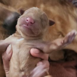 Stanley - Golden male Golden Retriever puppy in Milwaukee, Wisconsin from Pedigree Golden Retrievers