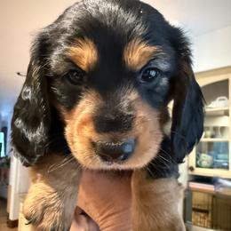 Bean - Black and tan male Dachshund puppy in Kingston, Washington from Little Doxie Farm
