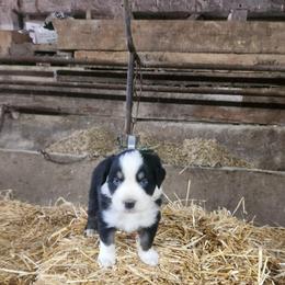 Boy 4 - Black tri-color male Australian Shepherd puppy in Jersey Shore, Pennsylvania from Lone Tree Aussies