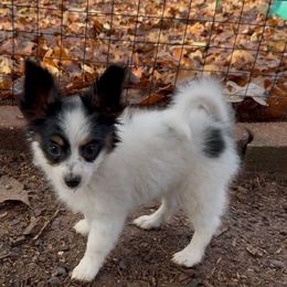 Etta - White black and tan female Papillon puppy in Howe, Oklahoma from Southern Sweet Papillons