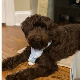 Maggie - Australian Labradoodle