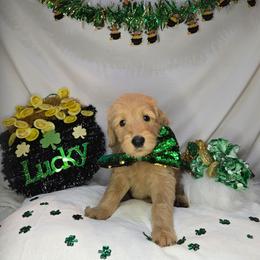 Lance - Apricot male Goldendoodle puppy in Georgetown, Tennessee from Georgetown Designer & Purebred Puppies