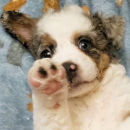 Bernedoodles from NLB Mini Bernedoodles