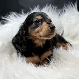 Layla-FULL EUROPEAN - Black and tan female Dachshund puppy in Town Creek, Alabama from Davinesse Miniature Dachshunds