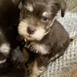 Miniature Schnauzer Puppies from Reservoir Dogs
