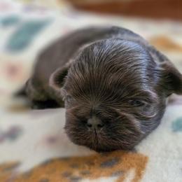Riddler (Ryder) - Light Blue Collar - Blue male Shih Tzu puppy in Troy, Ohio from Ever After Tails