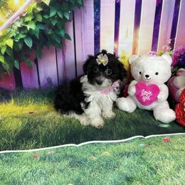 Kiara - Black & tan tri-color female Morkie puppy in Davie, Florida from Sweet Peluditos