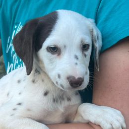 Hexa - LUA liver tri color - White, liver and tan female Dalmatian puppy in Sedalia, Missouri from Missouri Dalmatians