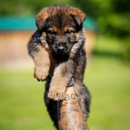 Elvis - Sable male German Shepherd puppy in Knowlton Township, New Jersey from Augenblick Kennels