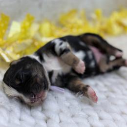 Jubilee - Lavendar - Blue merle female Australian Shepherd puppy in San Marcos, California from Faith Family Freedom Farm