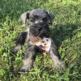Puppy 7 - Black and silver female Miniature Schnauzer puppy in Harrisonville, Missouri from Kelly Reynolds's Miniature Schnauzers