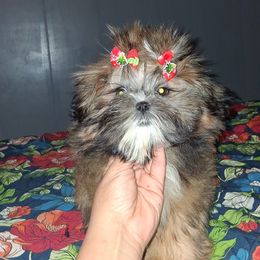 Girl 2 - Black gold and white female Shih Tzu puppy in Birmingham, Alabama from K&D kennels