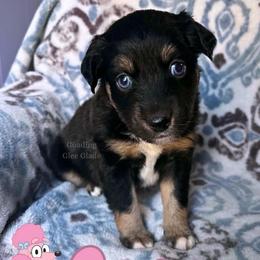 Coco - Black tri female Miniature American Shepherd puppy in Millington, Tennessee from Goading Glee Glade