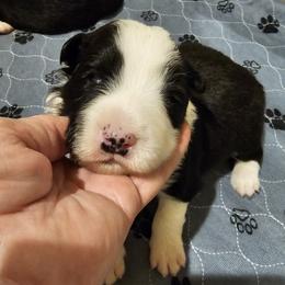Boy1 - Black and white male Border Collie puppy in Wildwood, Florida from Isle Breez Border Collies