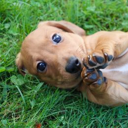 Dachshund Puppies from Mom's Dachshunds