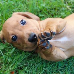 Dachshund Puppies from Mom's Dachshunds