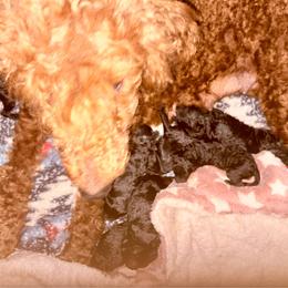 Watson - Silver male Poodle puppy in Meadowbrook, California from Standard Poodle Pups