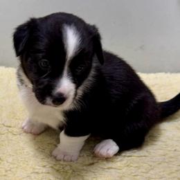 Moonshine (Red collar) - Black and white female Cardigan Welsh Corgi puppy in Omaha, Arkansas from DnD Corgis