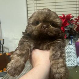 Puppy 2 - Liver male Shih Tzu puppy in Whittier, California from Socal Mother Of Shih Tzus