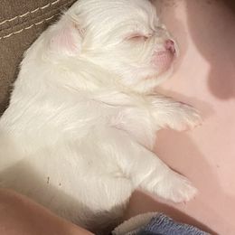 Chihuahua Puppies from TipTop Chihuahuas