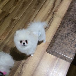 Harley - Pomeranian