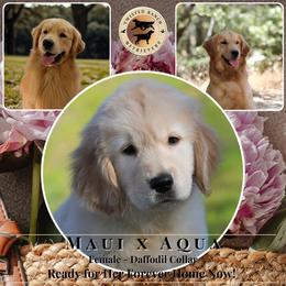 Daffodil Collar Female - Golden female Golden Retriever puppy in Fair Oaks, California from Twisted Ranch Retrievers