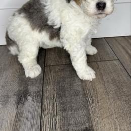Olaf - male Australian Mountain Doodle puppy in Jerome, Idaho from Tolman Acres