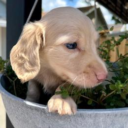 EE English Cream boy - Cream male Dachshund puppy in Orlando, Florida from Weiner Wunderland of Central Florida