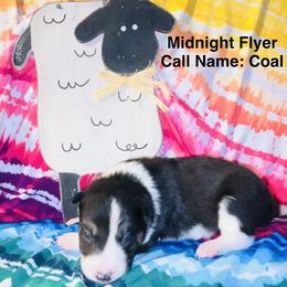Midnight Flyer - Coal - Tri-color male Border Collie puppy in Liverpool, Pennsylvania from Breezy Acres Stock & Sporting Dogs