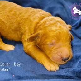 Joker - Red  male Goldendoodle puppy in Greer, South Carolina from South Paw Doodles
