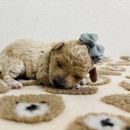 Cavapoo, Cockapoo, Goldendoodle, and Maltipoo Puppies from Perdue Puppies