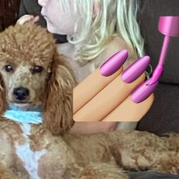 Maggie - Poodle