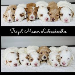 Girl 4 - Tri-color female Australian Labradoodle puppy in Florence, New Jersey from Royal Manor Labradoodles