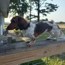 Daisy Mae - Piebald female Dachshund puppy in Mountain Home, Arkansas from Furry Friends Kennel