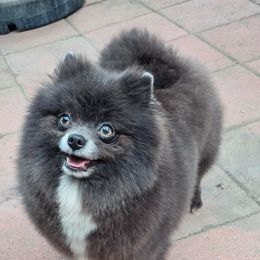 Genie - Pomeranian