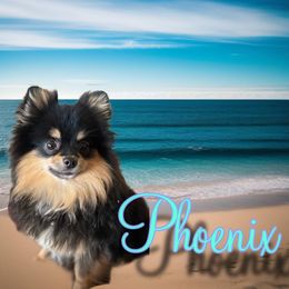 Phoenix - Pomeranian