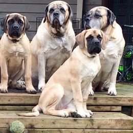 Mastiffs from Mountainview Mastiffs