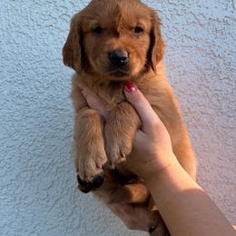Pumba - Dark golden male Golden Retriever puppy in Millville, California from Hope Lane Kennels