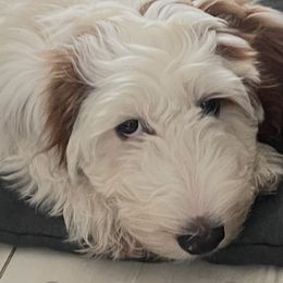 Aspen - Goldendoodle