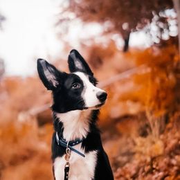 Border Collies from Secret Border Collies