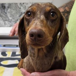 Hansel - Dachshund