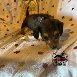 Hugo - Cream male Dachshund puppy in East Dover, Vermont from Audet’s Mini Dachshunds