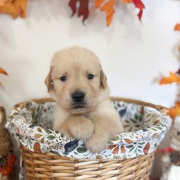 Mr Black - Golden male Golden Retriever puppy in Moapa, Nevada from Little Bitta Luck Farms