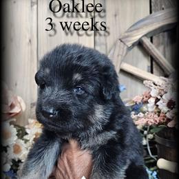 Oaklee - Black and tan male German Shepherd puppy in Sequim, Washington from German Shepherd Haus