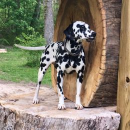 Katie - Dalmatian