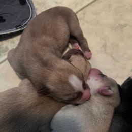 Ramza - Red and white male Siberian Husky puppy in Bangs, Texas from Final Siberians