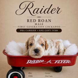 Raider - Red roan male Cockapoo puppy in Connersville, Indiana from MoonShine Babies