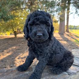 Poppy - Black male Goldendoodle puppy in Charlotte, North Carolina from Hopeful Heart Doodles